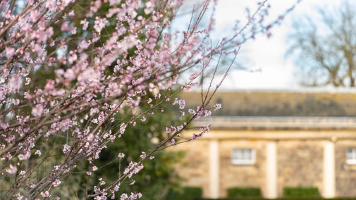 Blossom in the gardens at Nostell in the foreground and Orangery in the background